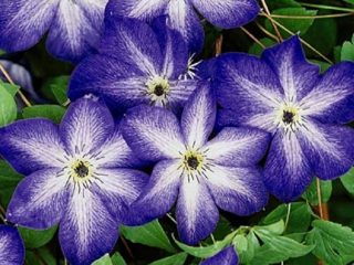 Clematis Venosa Violacea: arvostelut, valokuvat, hoito