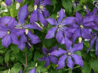 Clematis Rhapsody: anmeldelser, fotos og beskrivelse