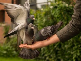 Ko baloži ēd un kā tos pareizi barot