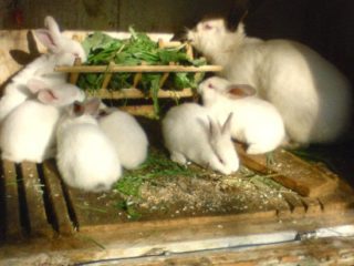 Vai ir iespējams dot pienenēm trušiem, kādā formā un kādos daudzumos