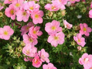Cinquefoil Pink Princess atau Pink Queen: foto dan keterangan