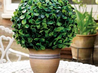 Boxwood ในร่ม: วิธีการดูแลภาพถ่าย