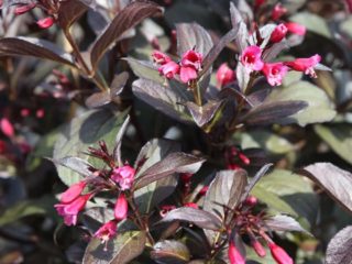 Veigela ziedoša Viktorija (Viktorija): foto, apraksts, atsauksmes, sala izturība