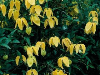 Clematis-kasvitieteellinen Bill Mackenzie: kuva, kuvaus, arvostelut