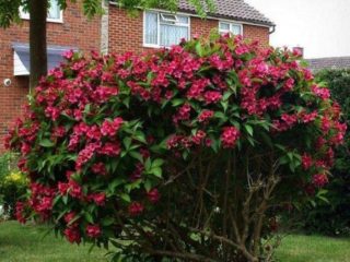 Weigela Bristol Ruby (Bristol Ruby, Bristol Ruby): foto dan perihalan semak, tumbuh dan dipelihara