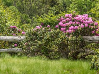 Quando il rododendro fiorisce e cosa fare se non fiorisce