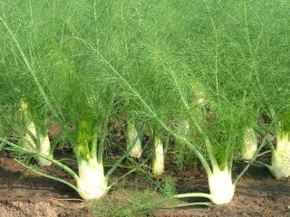 Bagaimana adas berbeza dari dill: dari benih hingga penuaian