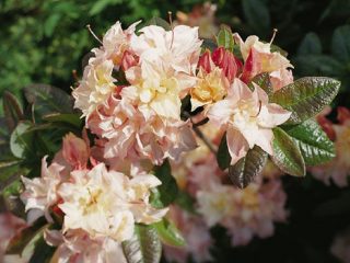 Rhododendron putoavat tykit kaksinkertaiset