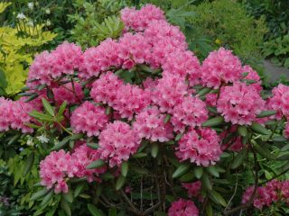 Rododendras Hagoje: aprašymas, priežiūra, nuotrauka