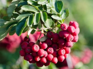 Rowan Titan: perihalan pelbagai, foto