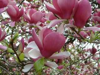 Magnolia Soulangeana Alexandrina, Galaxy, Unelmien prinsessa, Alba Superba, Rustica Rubra: kuva ja kuvaus lajikkeista, arvostelut, pakkasenkestävyys