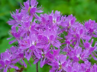 Rhododendron Kanada: foto, keterangan, penanaman dan penjagaan