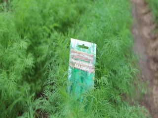 Dill Vladyka (Vladyka): ulasan, cara berkembang