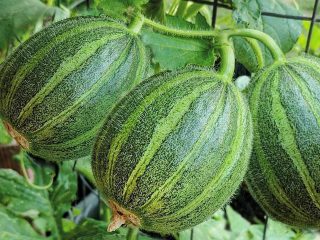 Ogurdynia: anmeldelser, sorter, plantning og pleje