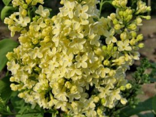 Auksinė alyvinė raktažolė (Prime Rose, Primrose): aprašymas