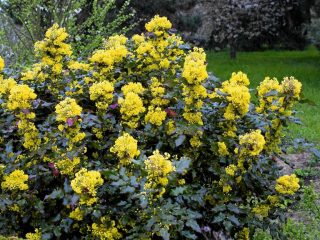 Mahonia holly ainavu dizainā: dzīvžoga fotogrāfija