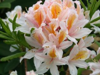 Rododendro: varietà resistenti al gelo con una foto
