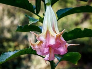 Brugmansia: tumbuh dari biji, foto dan video