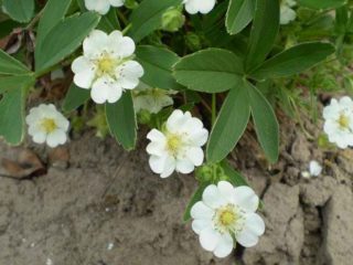 Cinquefoil putih untuk rawatan kelenjar tiroid: ulasan, resipi, cara pengambilan dengan nod, dengan hipotiroidisme