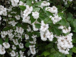 Deutzia scabra: penanaman dan penjagaan, foto
