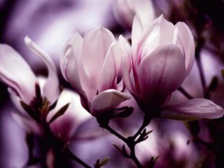 Magnolian lisääntyminen: pistokkaat, siemenet, kotona