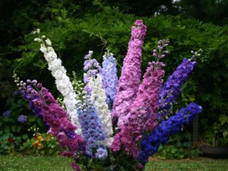 Delphinium: skadedyr og sygdomme