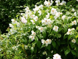 Jasmine (chubushnik) Mansikka: kuva ja kuvaus, arvostelut