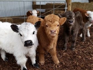 Pneumonia lembu: gejala dan rawatan