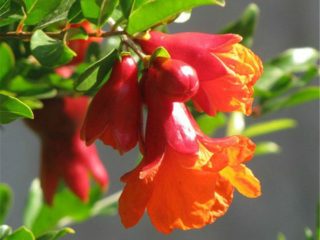 Granātābola zieds: foto, kad tas zied, kāpēc koks nezied