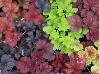 Heuchera: การขยายพันธุ์โดยการปักชำการแบ่งใบ