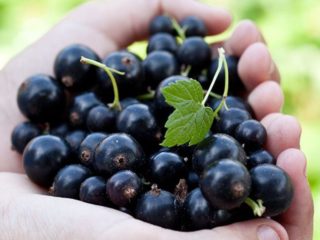 Musta, valkoinen, punainen, vaaleanpunainen herukka: parhaat lajikkeet Moskovan alueelle