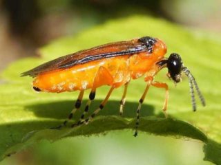 Gooseberry sawfly: foto, kawalan dan langkah pencegahan