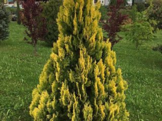 Tūjas rietumu dzeltenā lente (dzeltenā lente, dzeltenā lente): apraksts un fotogrāfijas, atsauksmes, augstums