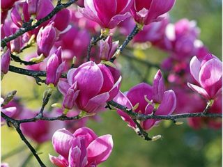 Magnolia Black Tulip: pakkasenkestävyys, valokuva, kuvaus, arvostelut