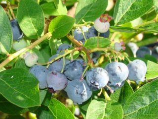 Blueberry Blue: beskrivelse af sorten, fotos, anmeldelser
