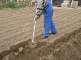 Kā ar roku izrakt zemi: ar lāpstu, ātri, viegli, brīnumlāpstu, pavasarī, rudenī, foto, video