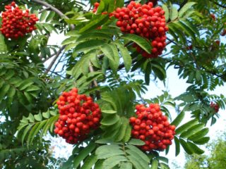 Rowan nevezhinskaya: šķirnes apraksts, fotogrāfijas, Recenzijas