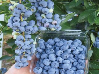 Mustikka Brigitta Blue: lajikkeen kuvaus, arvostelut, valokuvat