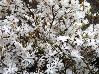 Magnolia stellata (stellata, stellata): Rosea, Royal Star, Vateli, kuva ja kuvaus lajikkeista