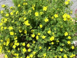Cara memotong cinquefoil (teh Kuril) pada musim luruh, musim bunga, masa, pembentukan semak