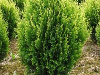Thuja melipat Kornik: keterangan, foto, ketinggian
