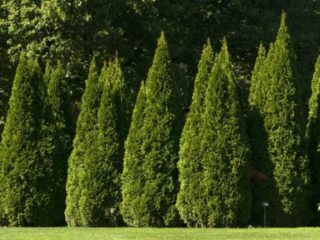 Thuja veislės su nuotraukomis ir aprašymais: aukštos, per mažos (nykštukės)