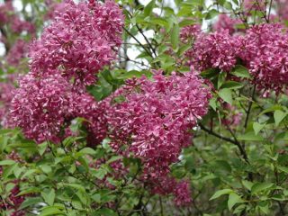 Ķīniešu ceriņi: foto, šķirņu apraksts, atsauksmes