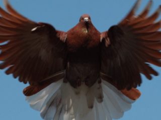 Nikolajeva baloži: video, audzēšana