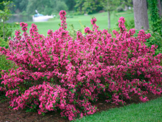 Weigela: gambar di lanskap taman