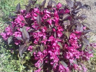 Weigela mekar Minor Hitam (Minor Black): menanam dan merawat