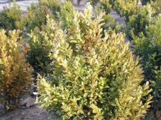 Penyakit Boxwood: gambar dan rawatan