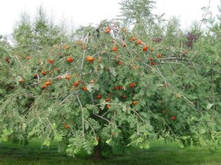 Raudoši pīlādži: foto, kā pagatavot