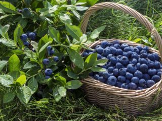 „Blueberry Toro“ („Toro“): veislės aprašymas, apžvalgos, nuotraukos
