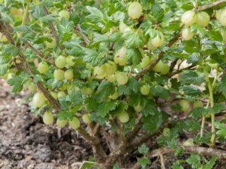 Gooseberry scab: bagaimana menangani kaedah dan bahan kimia rakyat